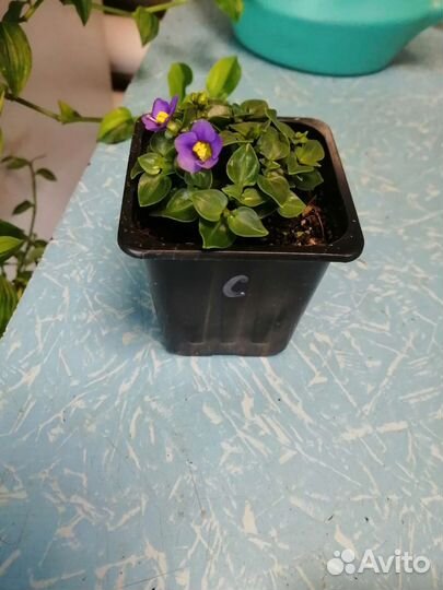 Экзакум (персидская фиалка)