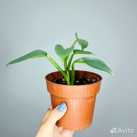 Филодендрон Хастатум Сильвер Квин Грей Даст