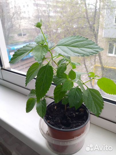 Лантана