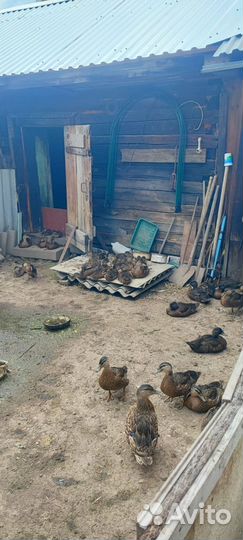 Подсадные утки