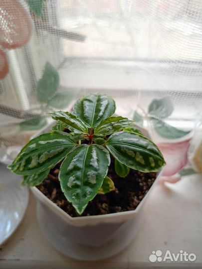 Комнатные цветы