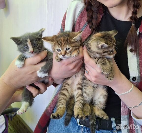 Котята в добрые руки