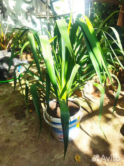 Пальма юкка