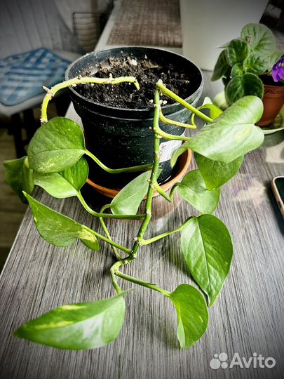 Сциндапсус вьюн домашний лиана