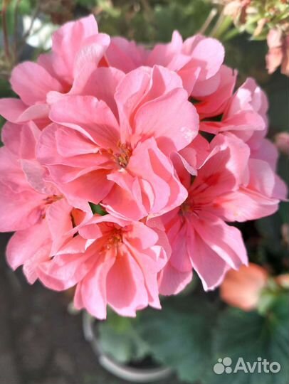 Герань пеларгония