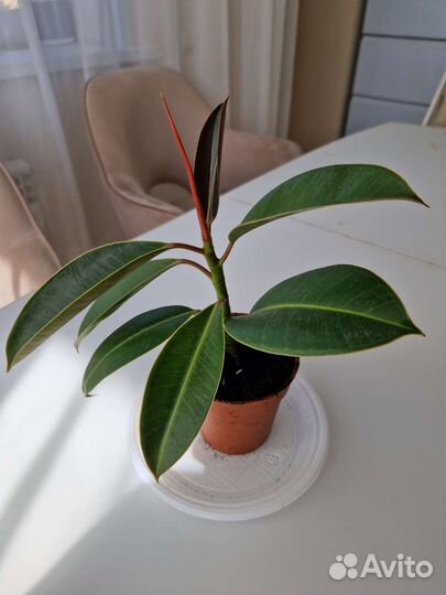 Фикус каучуконосный мелани