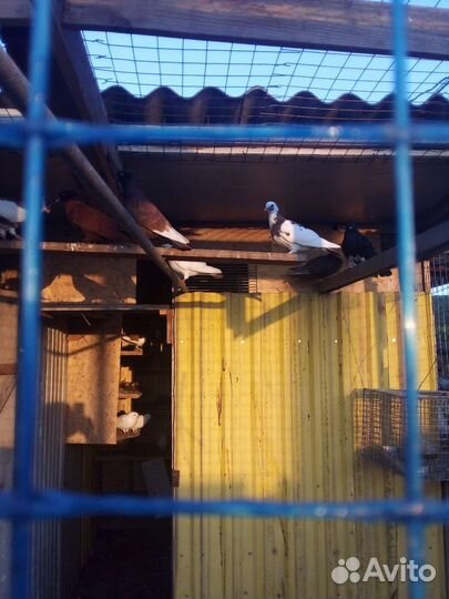 Продажа голубей
