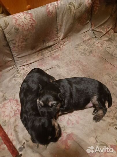 Отдам щенка йоркширского терьера в добрые руки