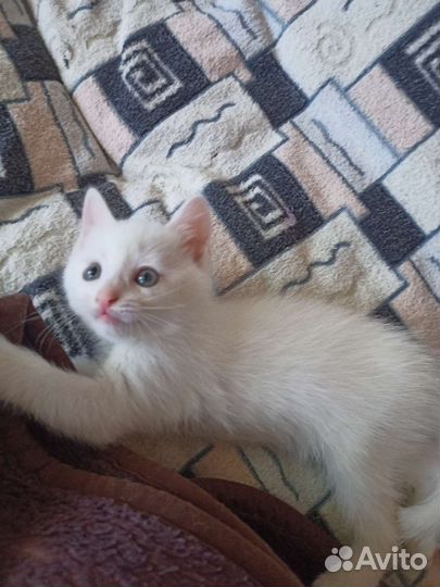 Белый котёнок