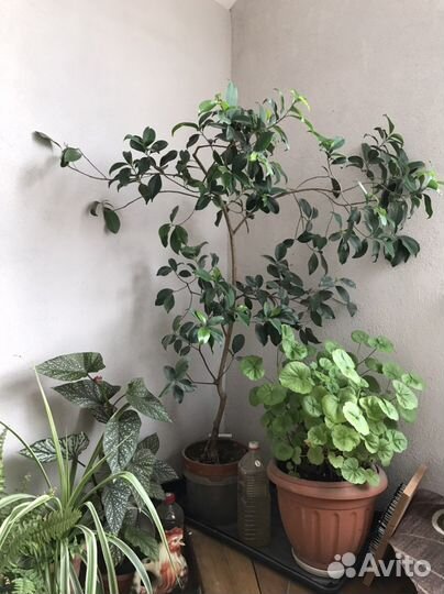 Фикус Бенджамина большой, 10 лет, активный рост