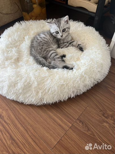Шотландская вислоухая кот бесплатно