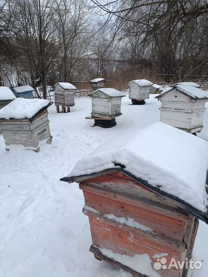 Пчелы+улий б/у