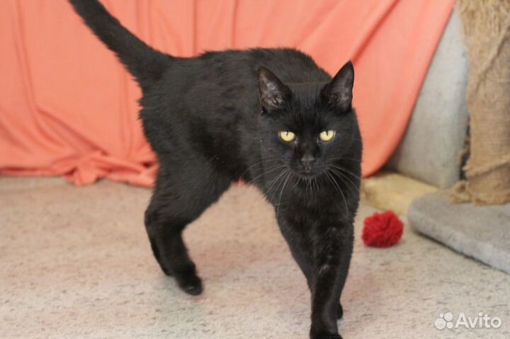 Кот Шоколад