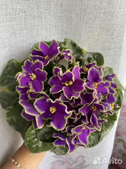 Фиалки сортовые