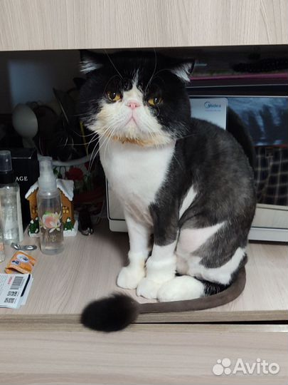 Экзотический кот вязка