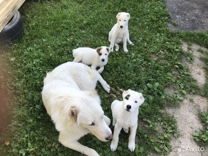 Щенки алабая