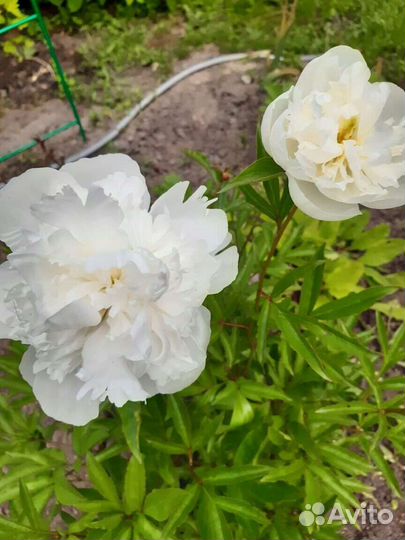 Продаю пионы