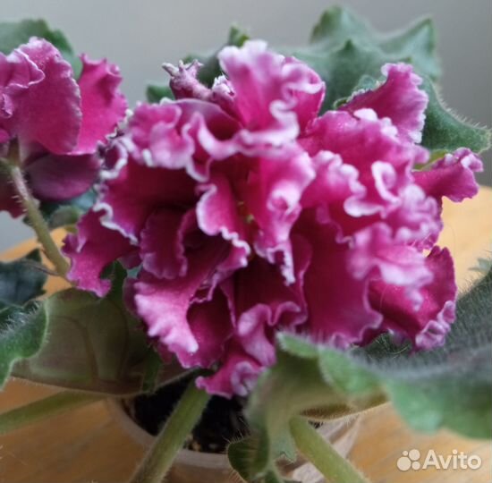 Сенполия лф-Волшебная Мелодия