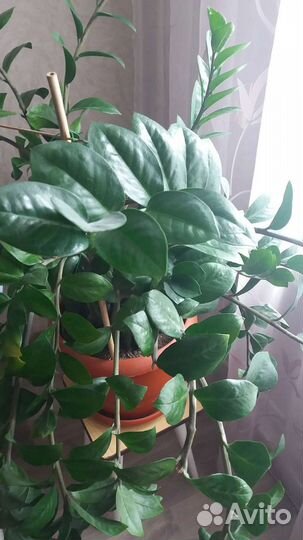 Замиокулькас