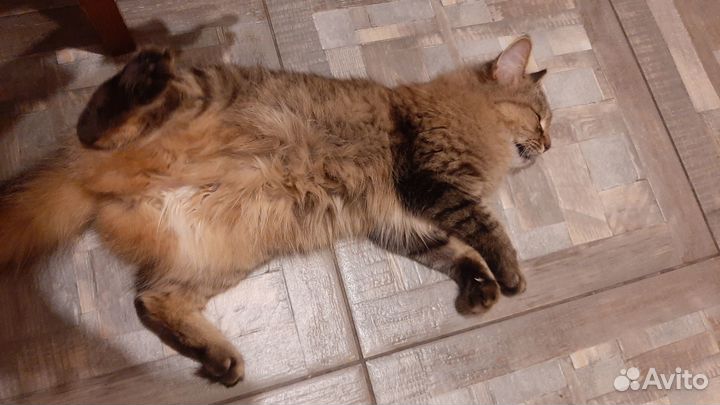 Кошка в дар бесплатно