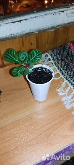 Молочай беложильчатый