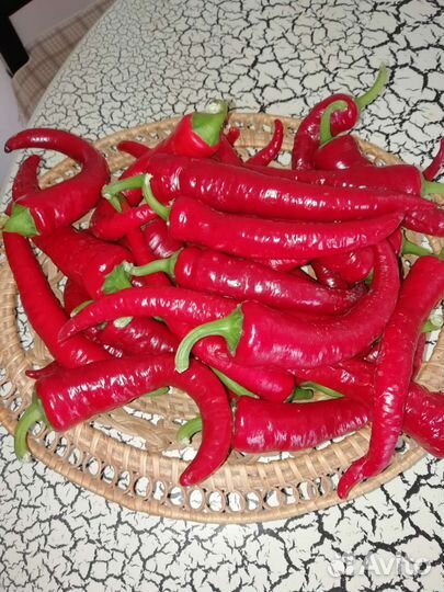 Горький перец