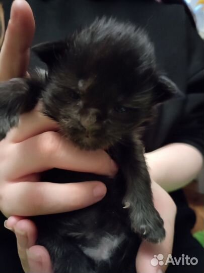 Продам котят мейн-кун