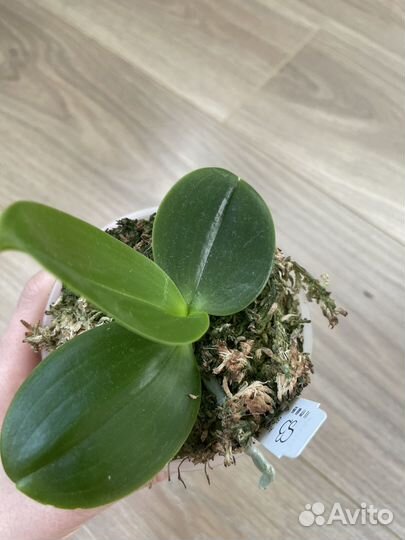 Phal CTL Christopher POM