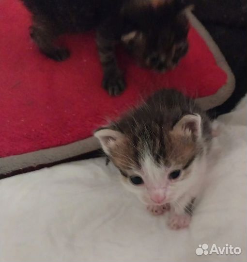 Котята в добрые руки бесплатно