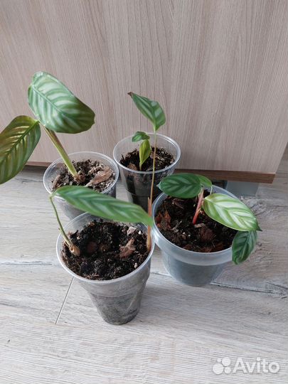 Ктенанта Лубберса