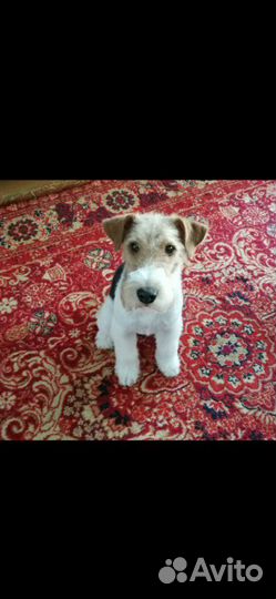 Фокстерьер для вязки