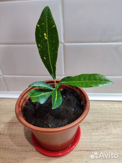 Комнатные растения