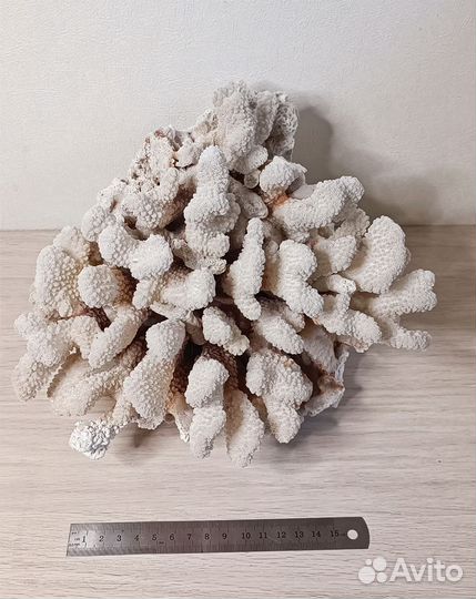 Коралл морской