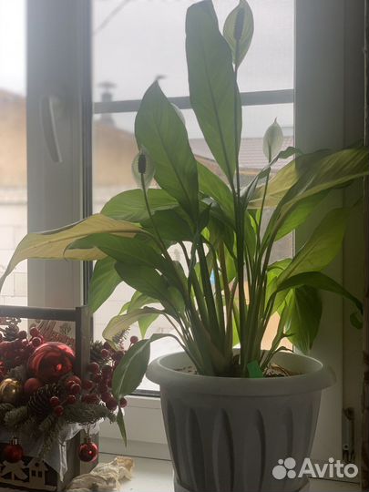 Спатифиллюм (цветы)