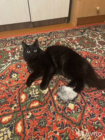 Котик