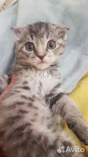 Домашние животные котята