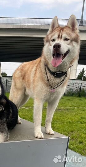 Сибирский хаски бесплатно в дар щенок