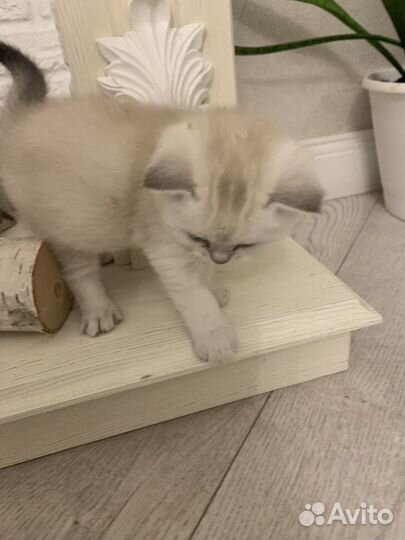 Шотландская прямоухая