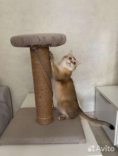 Когтеточки для кошек