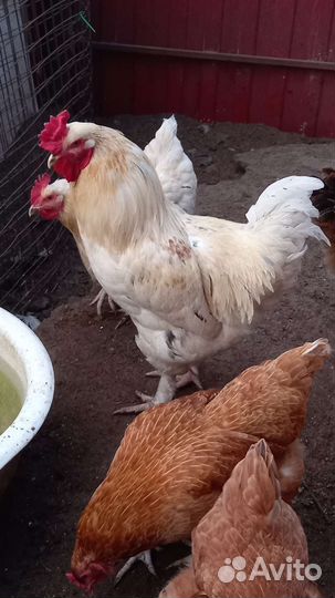 Петух брама белый