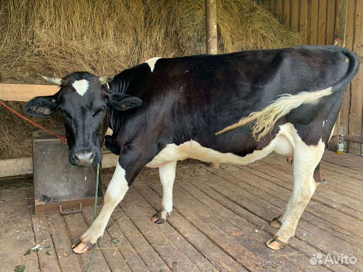 Коровы дойные молочные