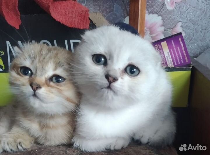 Шотладские котята