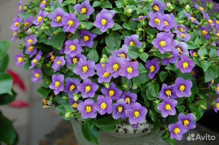 Экзакум (Персидская фиалка)