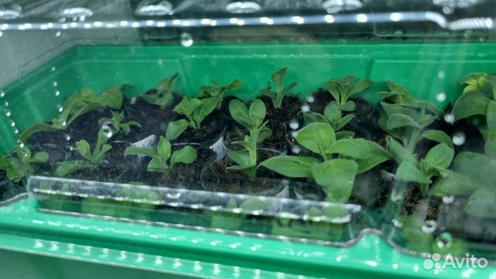 Укорененные черенки петуньи