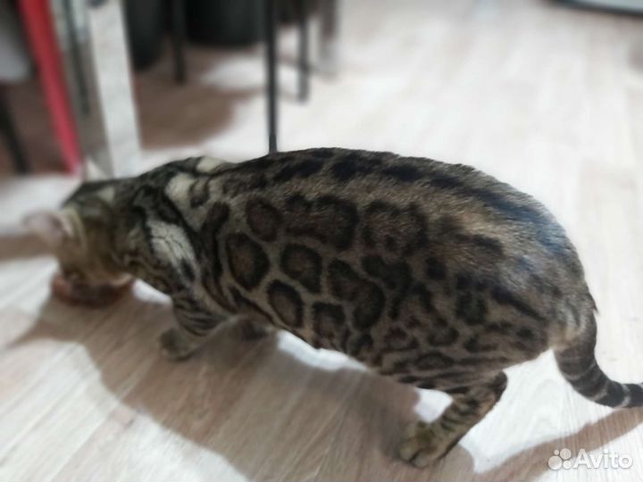 Бенгальский кот. Вязка