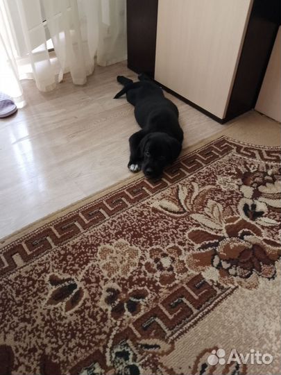 Щенки лабрадора