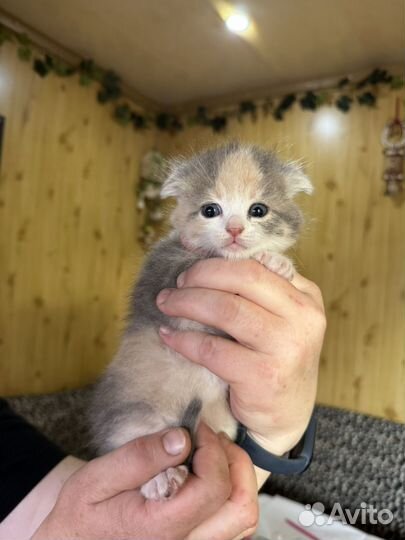 Отдам вислоухих котят в добрые руки