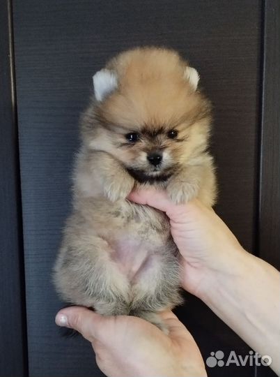 Щенки померанского Шпица