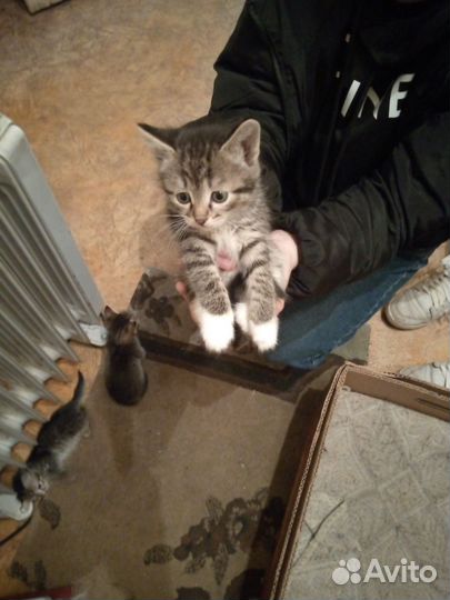 Кошка