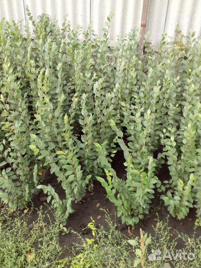 Кизильник блестящий